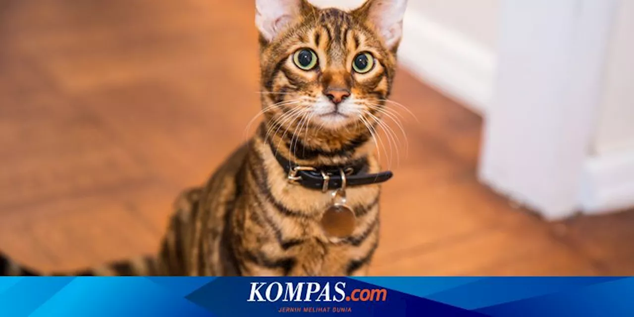 Mengapa Kencing Kucing Berbau Menyengat?