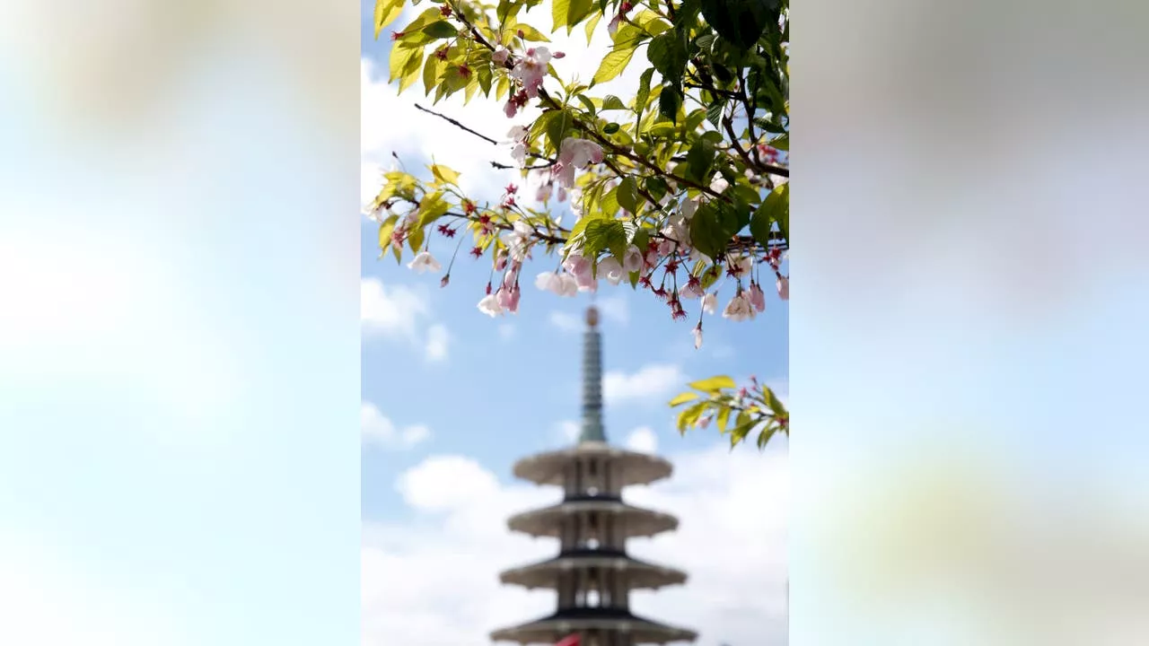 Cherry Blossom festival underway in SF's Japantown