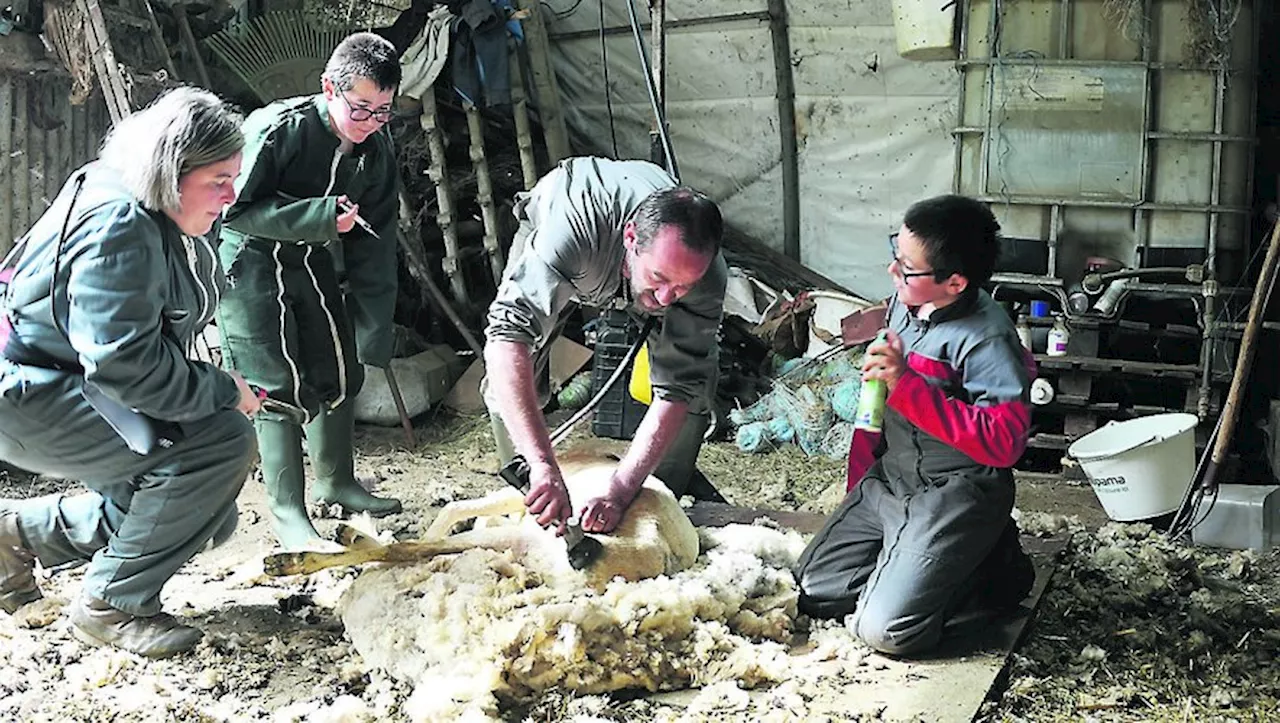 Les brebis tondues avant la montée dans les estives dans les Pyrénées