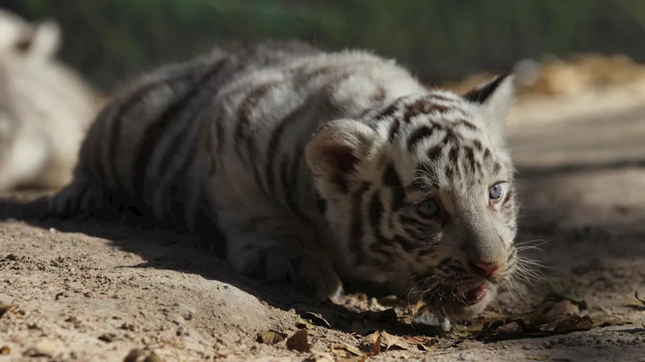 Safari Solo Pamer 3 Bayi Harimau Lucu di Momentum Libur Lebaran