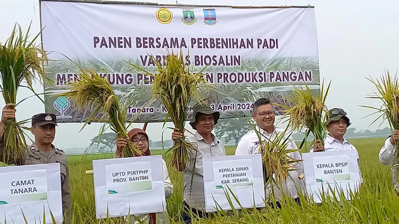 Wujudkan Indonesia Swasembada, Kementan dan Provinsi Banten Kembangkan Padi Varietas Biosalin untuk Wilayah Pesisir