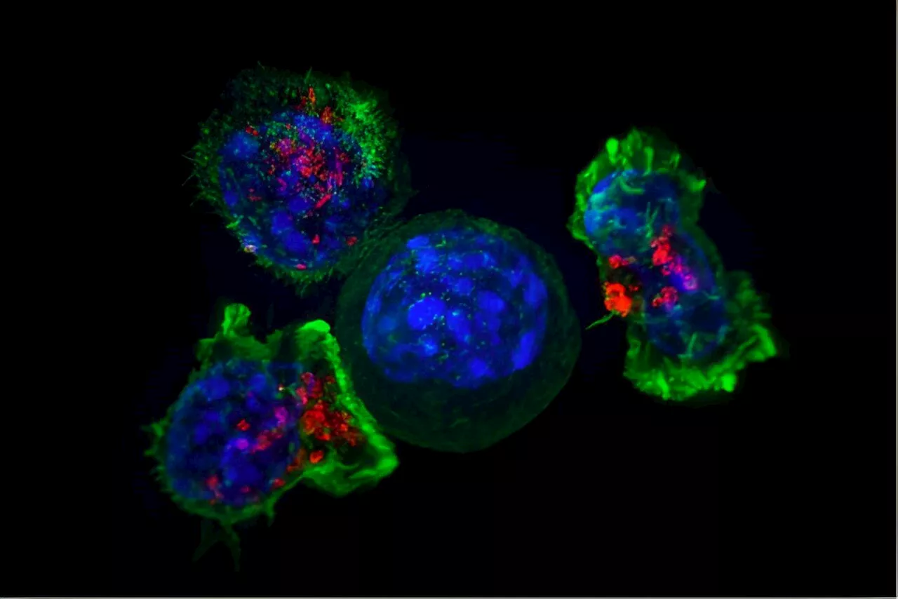 Microscopes reveal a frozen moment in cellular time—a new method records cells as they work