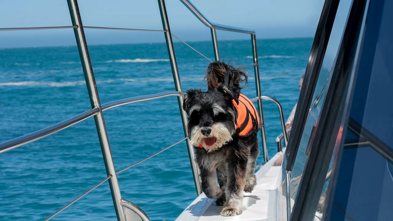 Meet the four-legged guides who seek out the world’s rarest dolphins