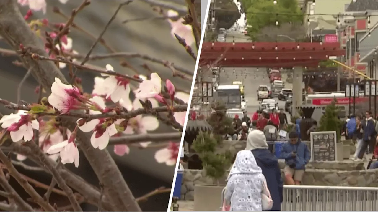 San Francisco Welcomes Spring with 57th Annual Cherry Blossom Festival