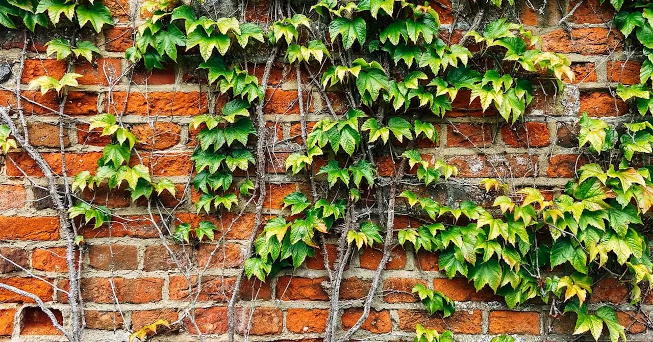 Gardening expert's 'easiest' method to remove ivy from garden