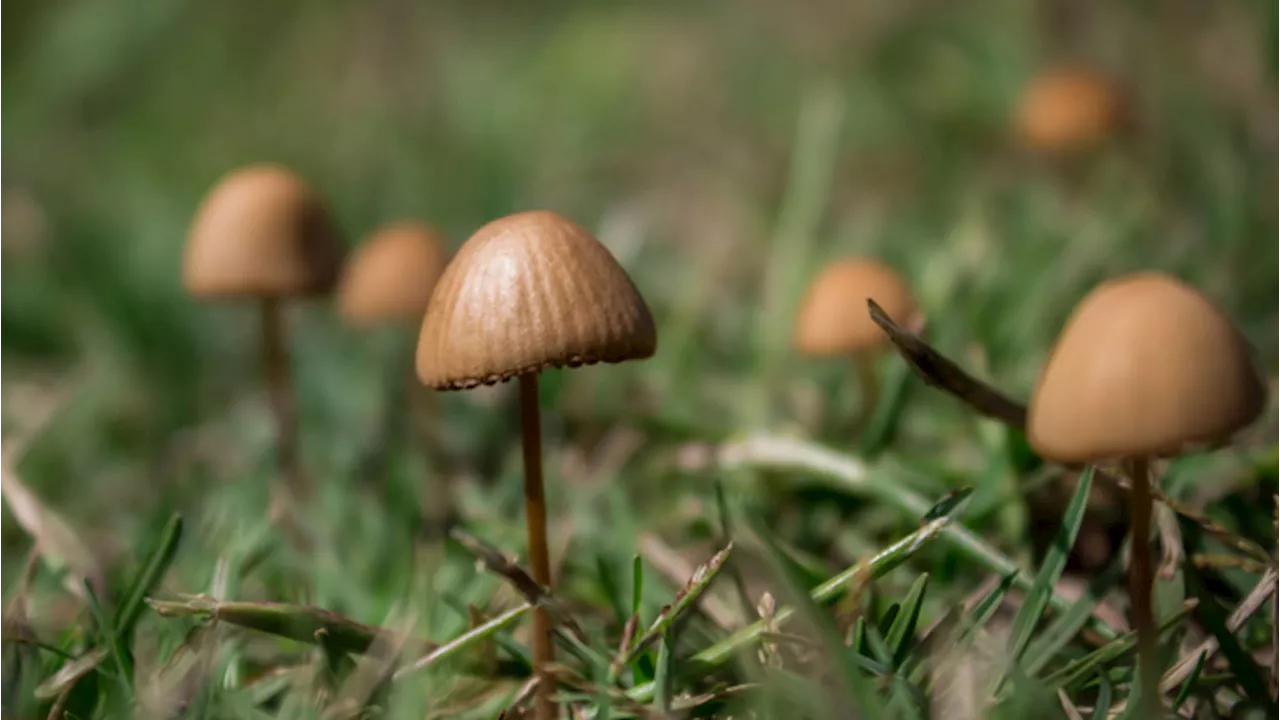 I funghi allucinogeni per curare la depressione grave