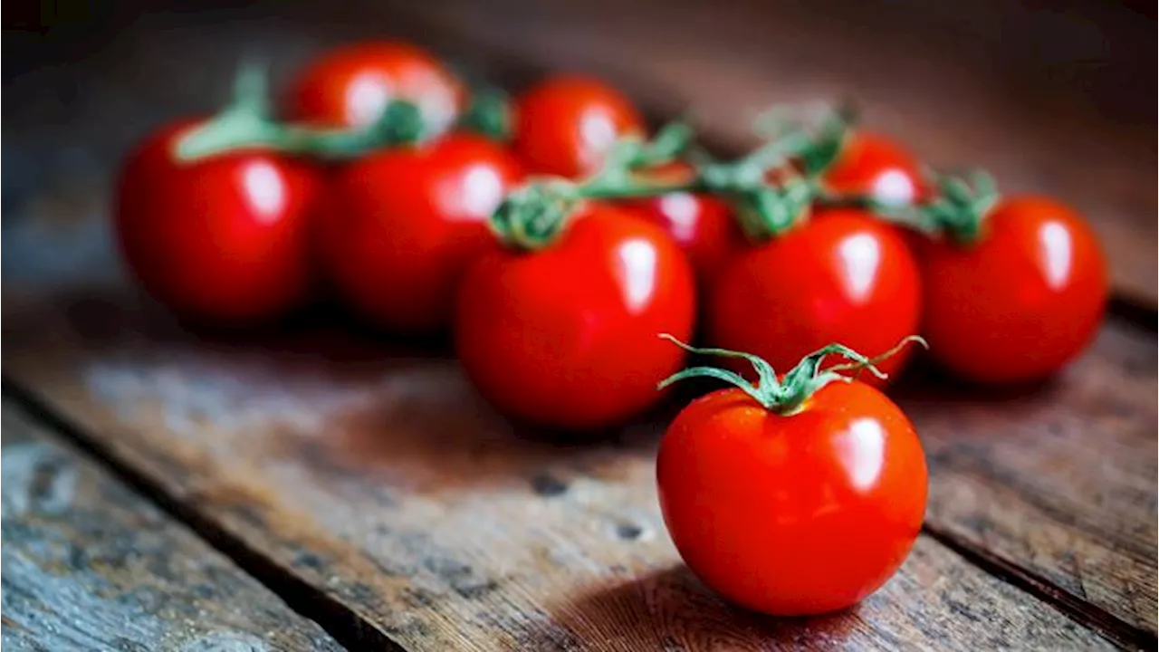 Pomodori alla vitamina D presto sulle nostre tavole?