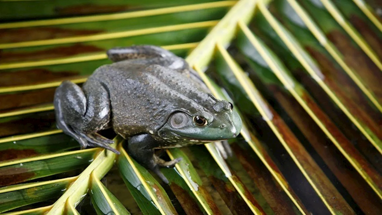 New African bullfrog species discovered in Namibia - SABC News - Breaking news, special reports, world,