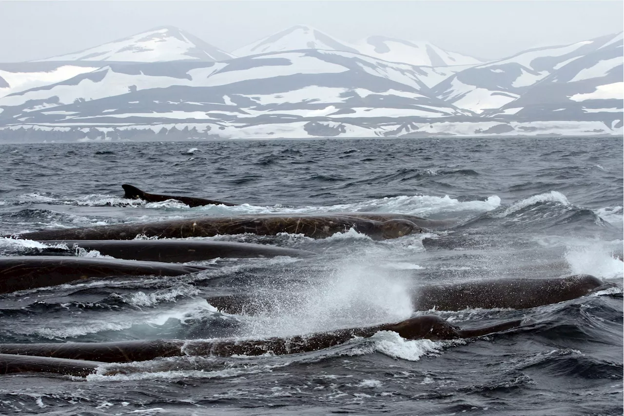 Scientists Uncover Surprising Behavior of the World’s Most Elusive Whales