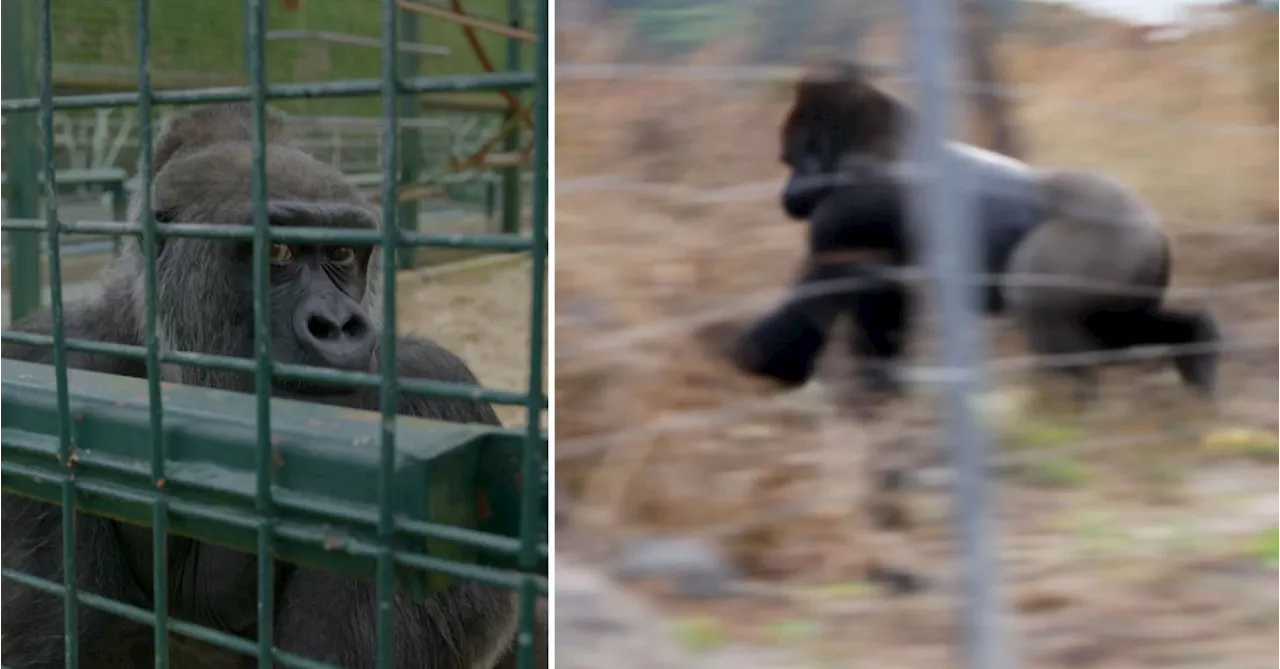 Här tar djurparksgorillan Fobo första språnget ut i frihet