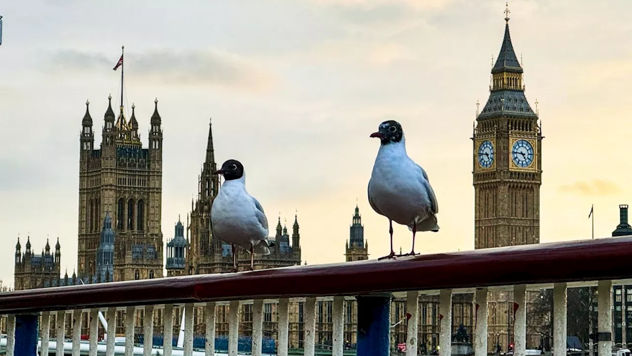 A new generation of MPs is just what Westminster needs