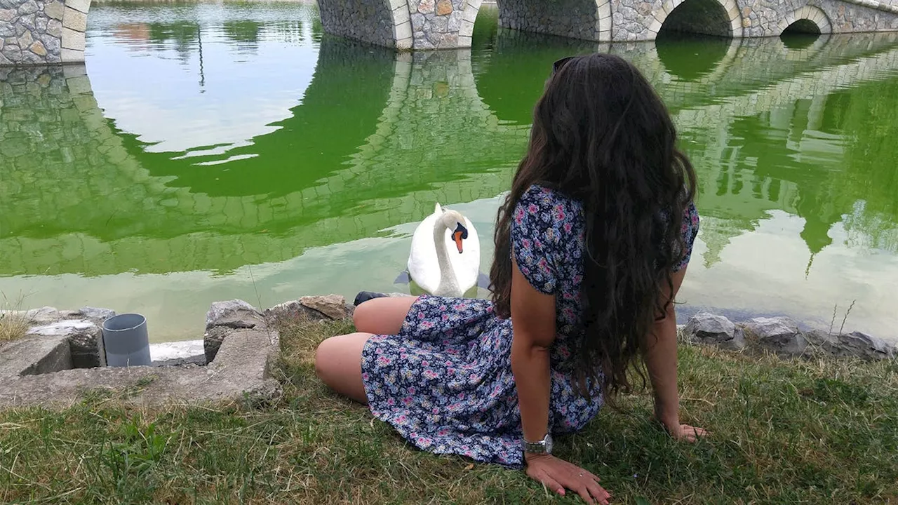 God Who Took Form Of Swan Finding It Much Harder To Seduce Women Than Expected