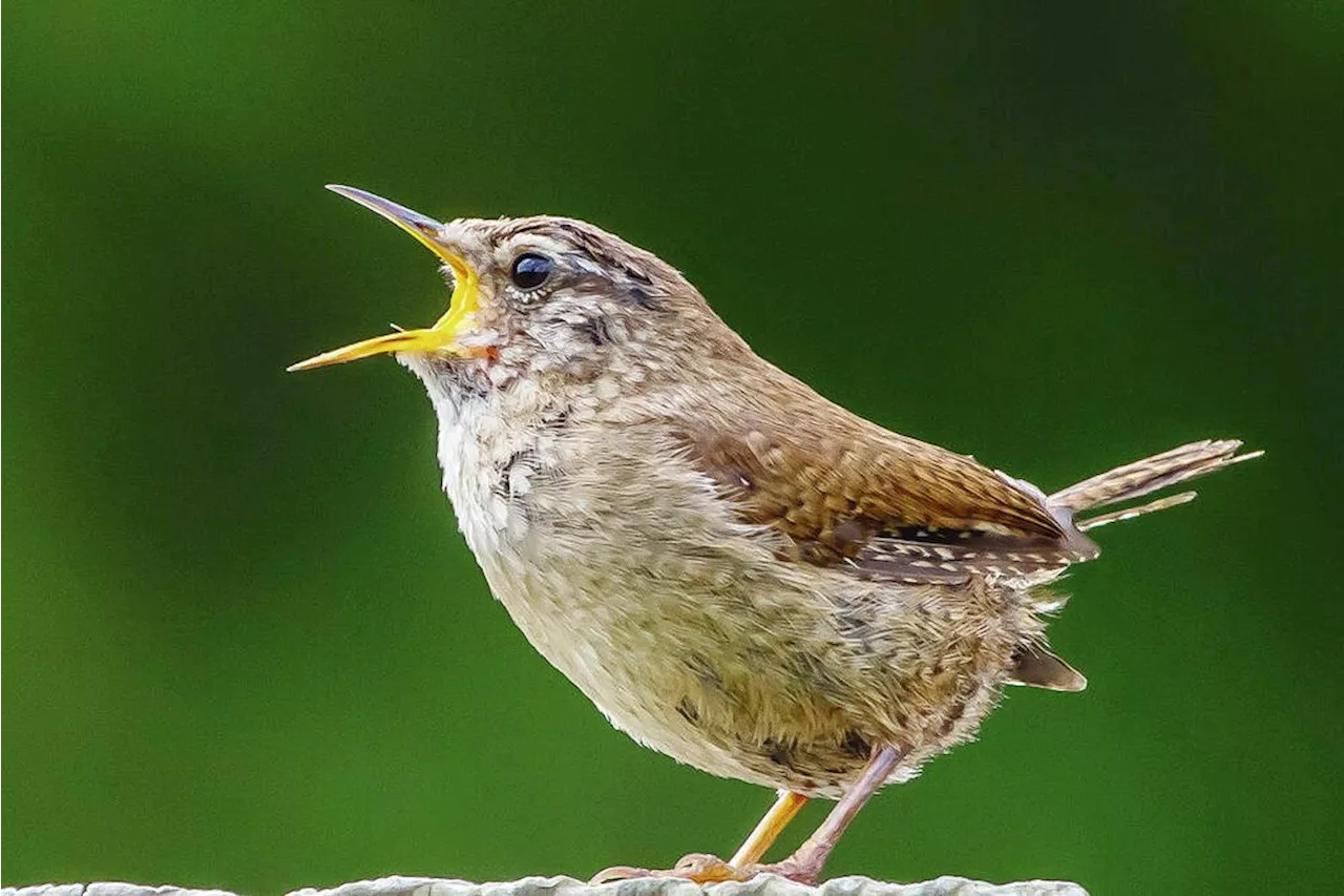 The Dawn Chorus: Songbirds' Vocal Warmup