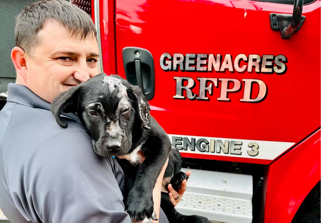 Fire chief adopts puppy from fire scene: ‘I was so sad he’d been burned’