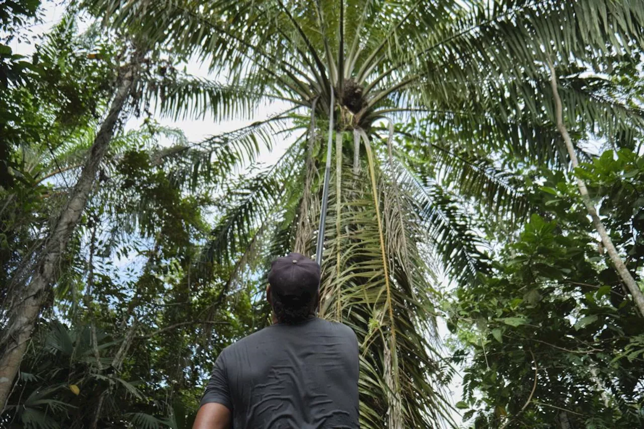 Future of the Most Versatile Food Oil May Lie in Latin America