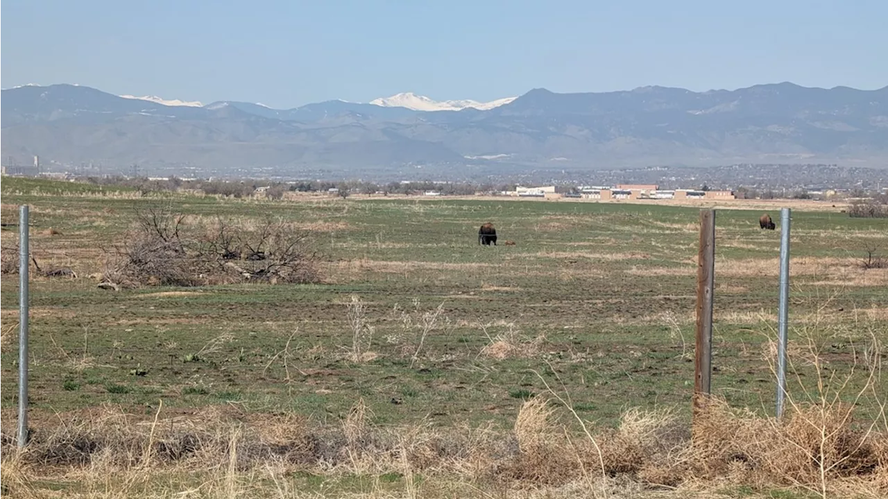 First bison calf of 2024 spotted at Rocky Mountain Arsenal