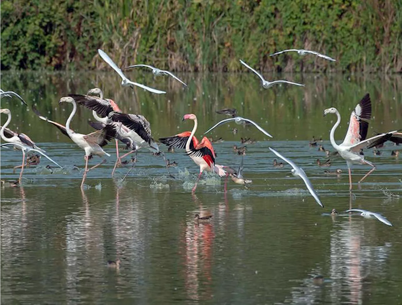 Oasi Wwf in festa, un mese per immergersi nella natura