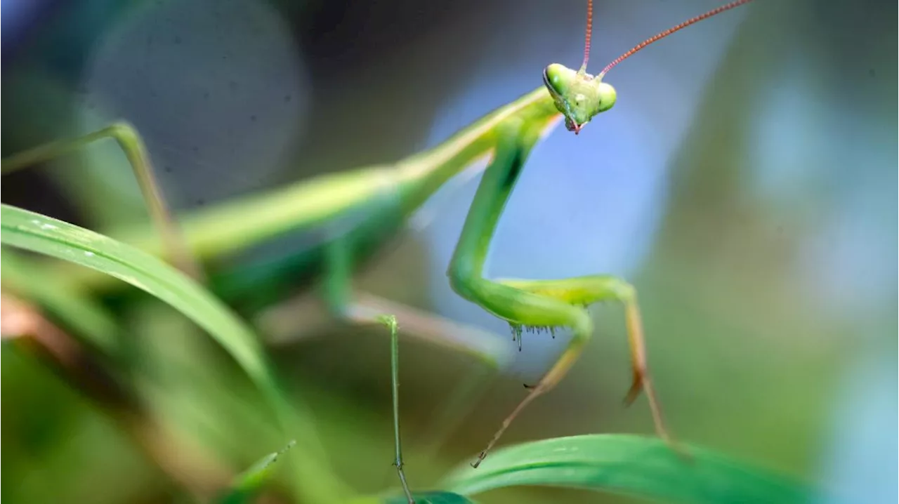 Nicht erschrecken: Das sind die größten Insekten in Deutschland