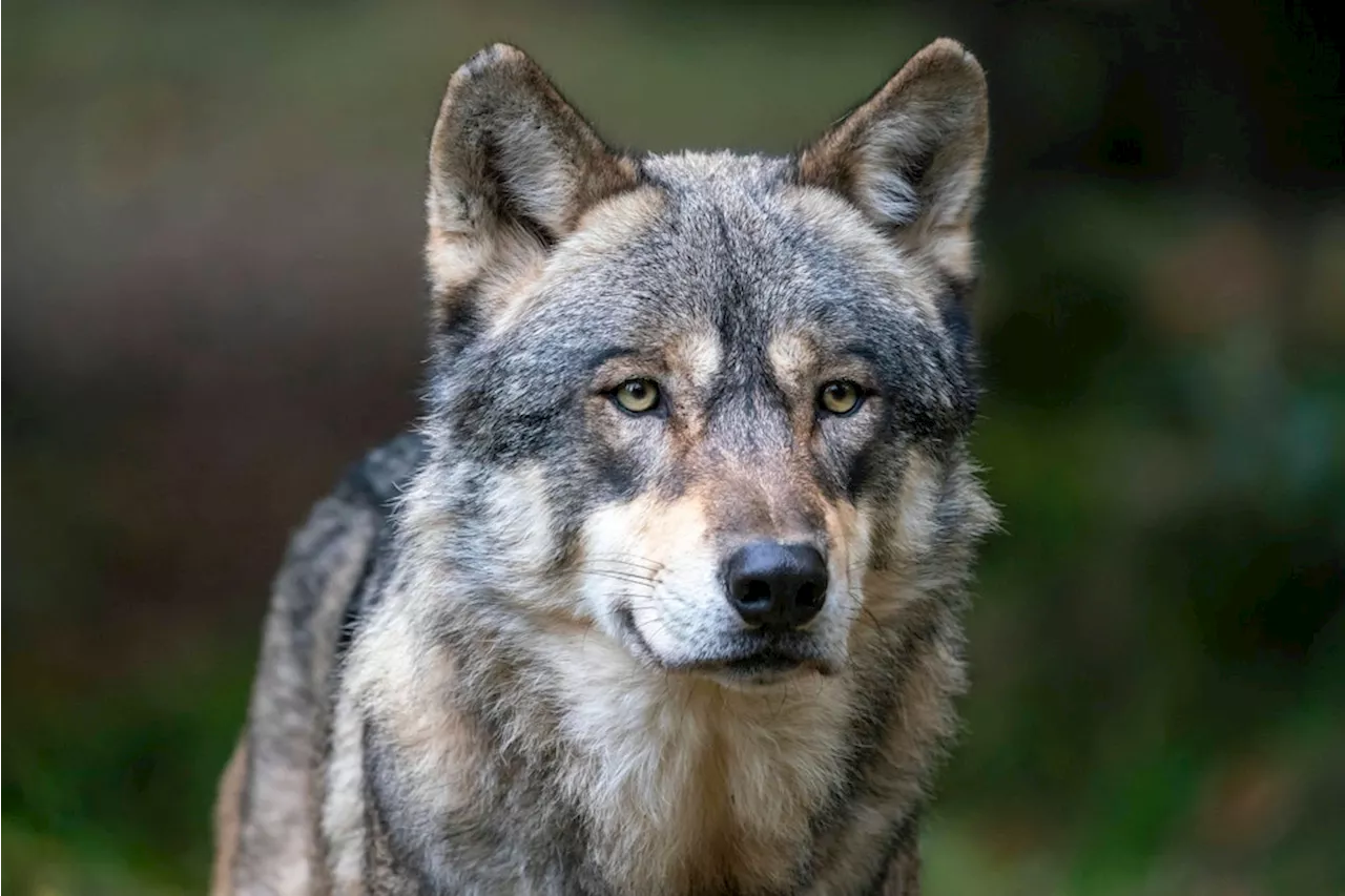 Westlich von Berlin: Wolf beißt Hund – Jagdverband fordert sofortigen Abschuss