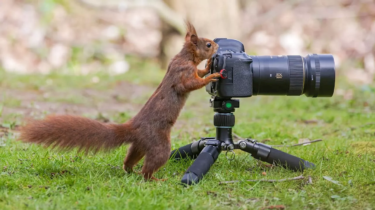 Dieser Garten ist ein Catwalk für Foto-Hörnchen: Eichhörnchen kapert Kamera