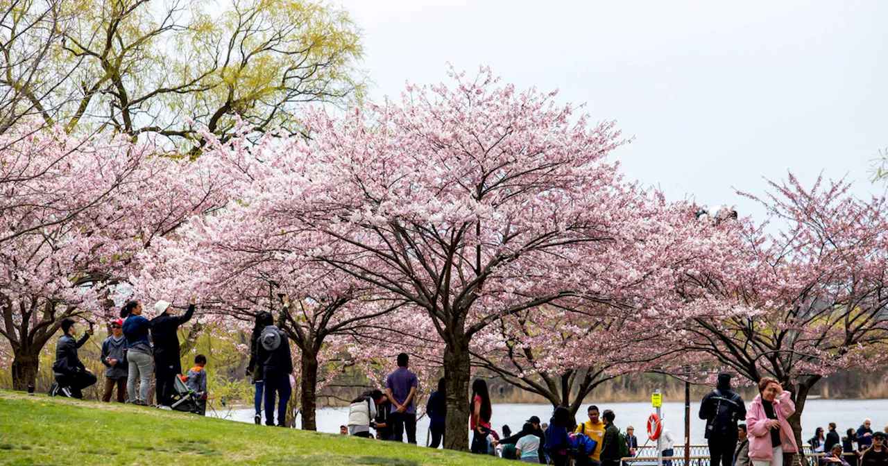 Cherry blossoms in High Park expected to reach peak bloom this week