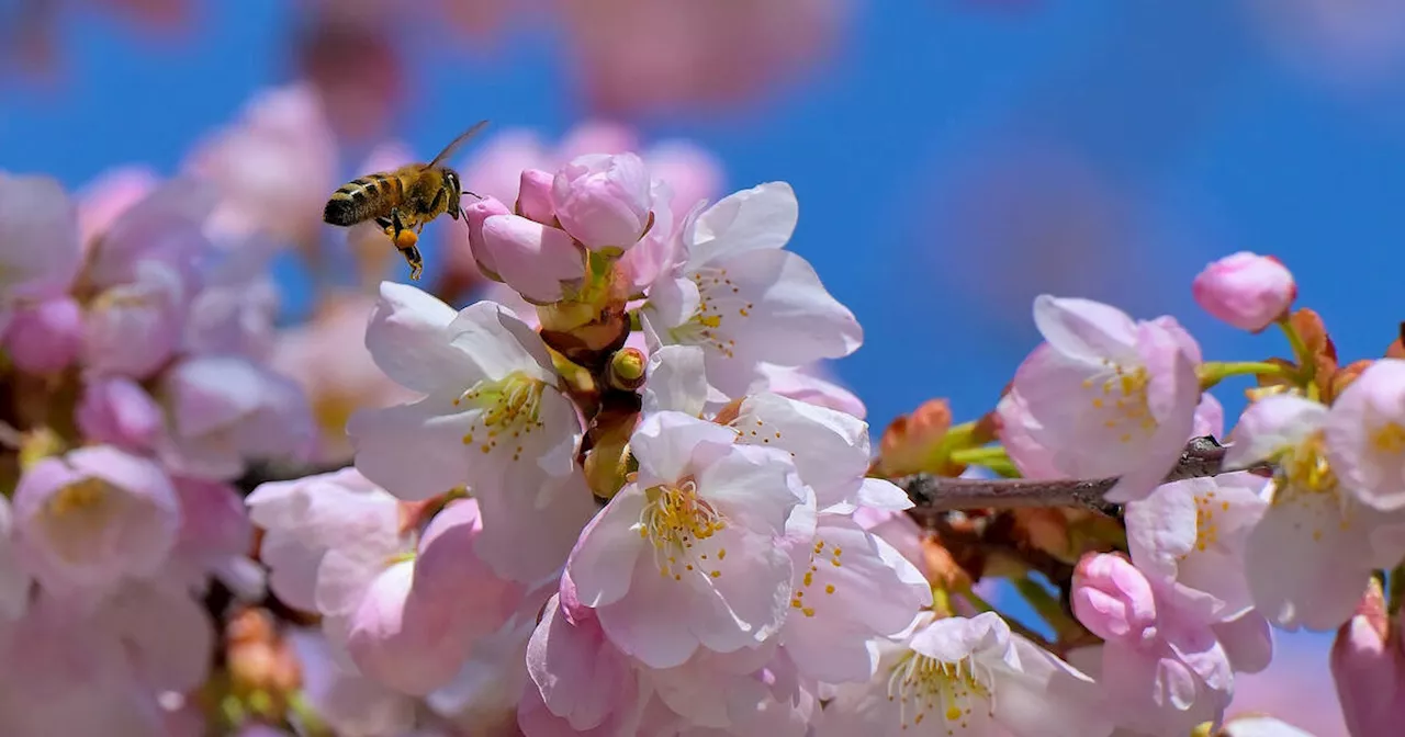 The very first Toronto cherry blossoms of 2024 are now in full bloom