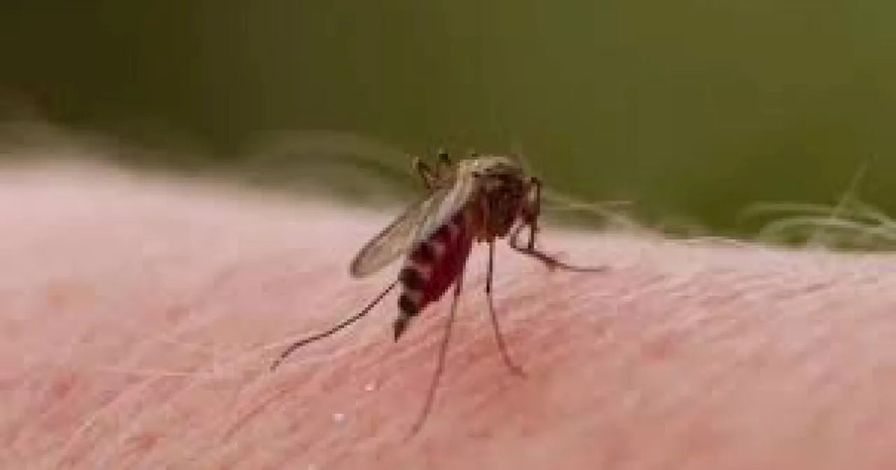 Se mantiene alerta por dengue en Bucaramanga: preocupa el aumento de casos y víctimas