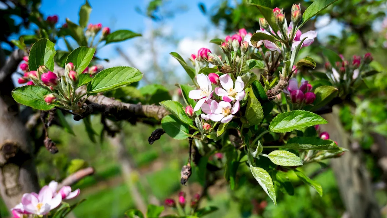 Außergewöhnlich früh: Die Obstbäume am Bodensee blühen