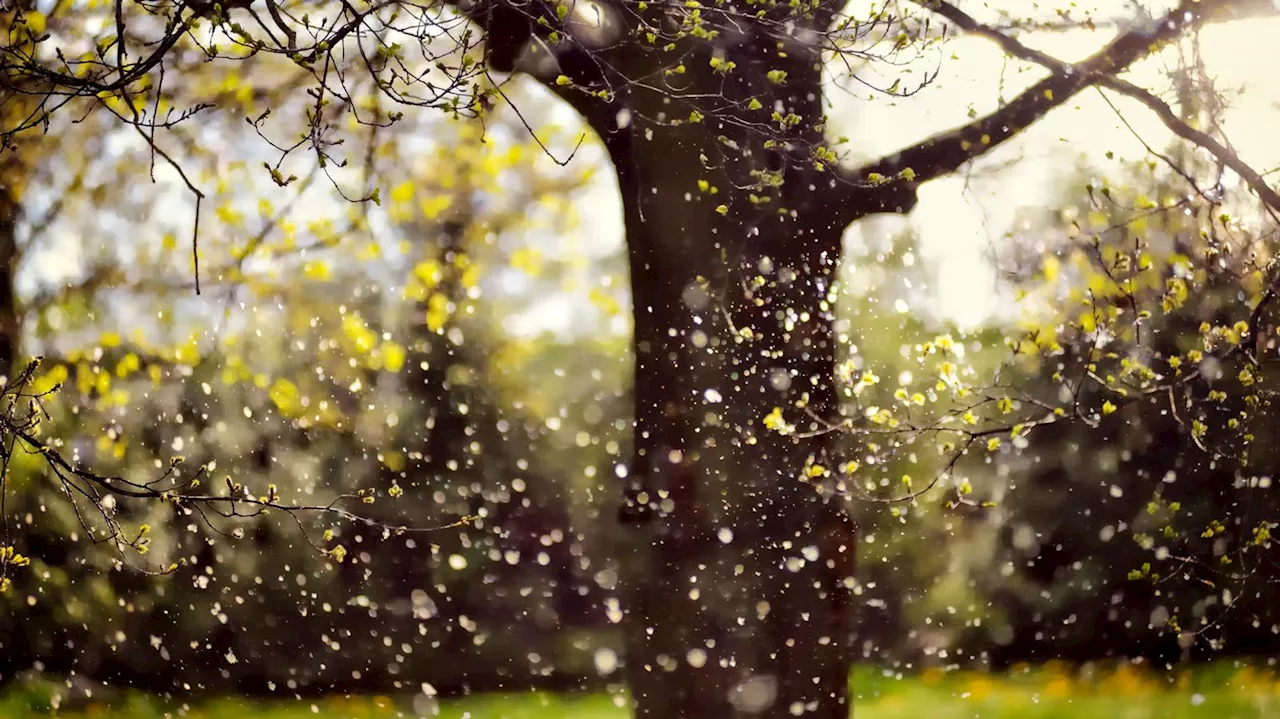 Heuschnupfen-Zeit: Warum Regen für Allergiker problematisch sein kann