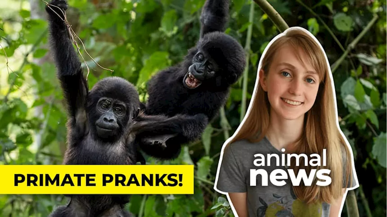 WATCH — Great apes tease each other, just like people do