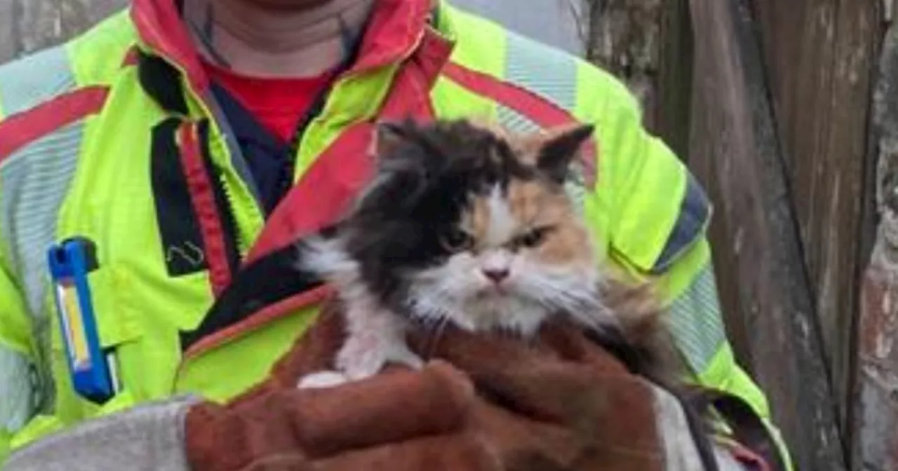 Curious Cat Rescued from Tight Squeeze Becomes Internet Sensation