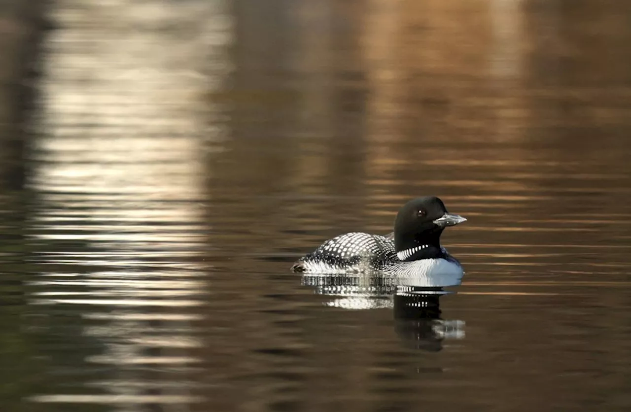 Letters: We must protect loons and other wildlife from climate change