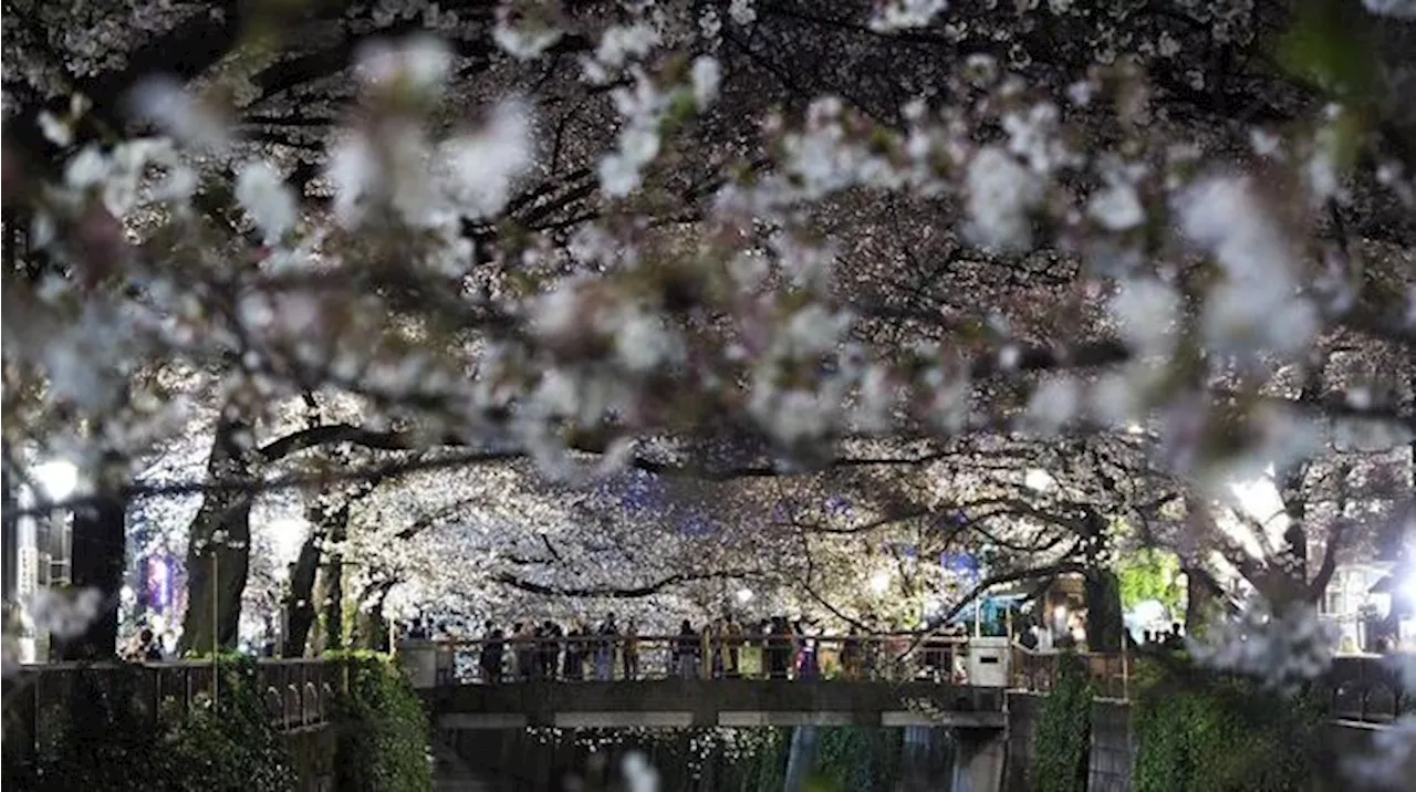 Viral, Turis Indonesia Diduga Rusak Bunga Sakura di Jepang