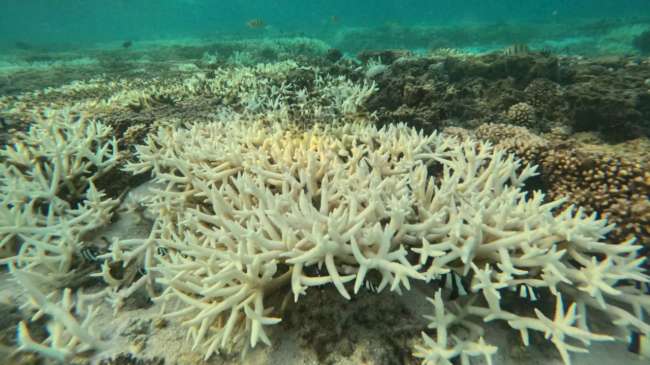 Los arrecifes de coral experimentan un blanqueamiento masivo debido al calor oceánico récord