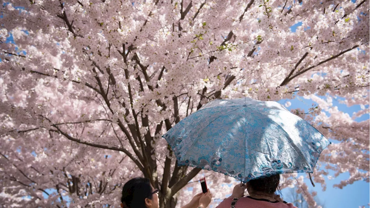 Toronto cherry blossoms in High Park expected to reach peak bloom Monday