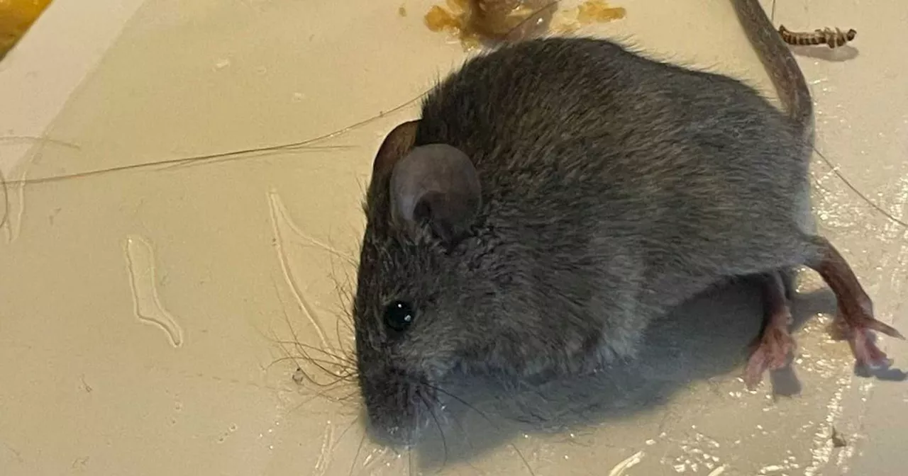 Glasgow Man Wakes Up to Mouse Scratching at His Legs in Rodent-Infested Estate