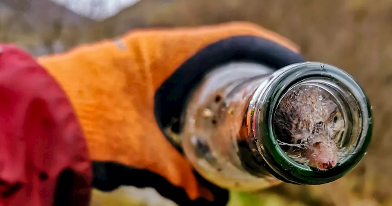 Shrews found dead in Glencoe after becoming trapped inside discarded beer bottle