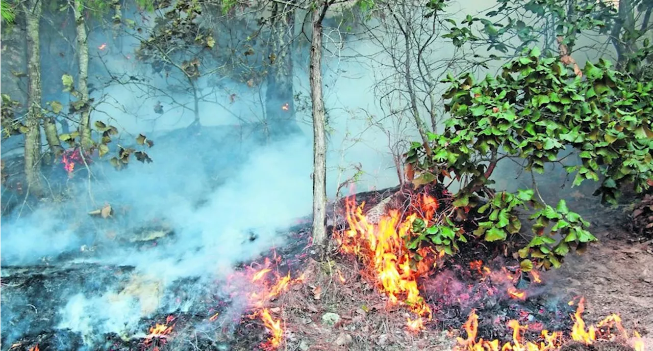 Exigen reacción inmediata contra los incendios