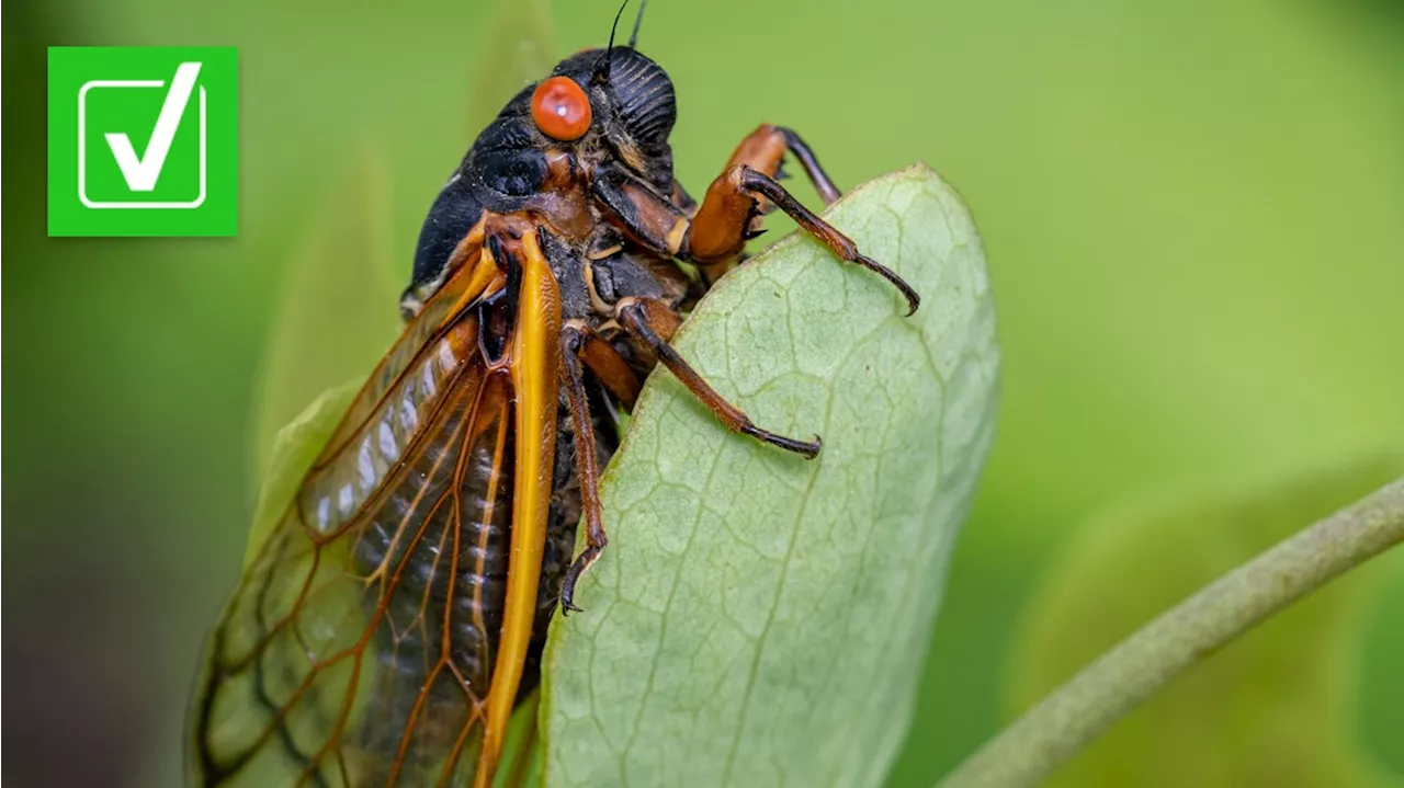 Fungus-infected Cicadas Display Bizarre Behavior