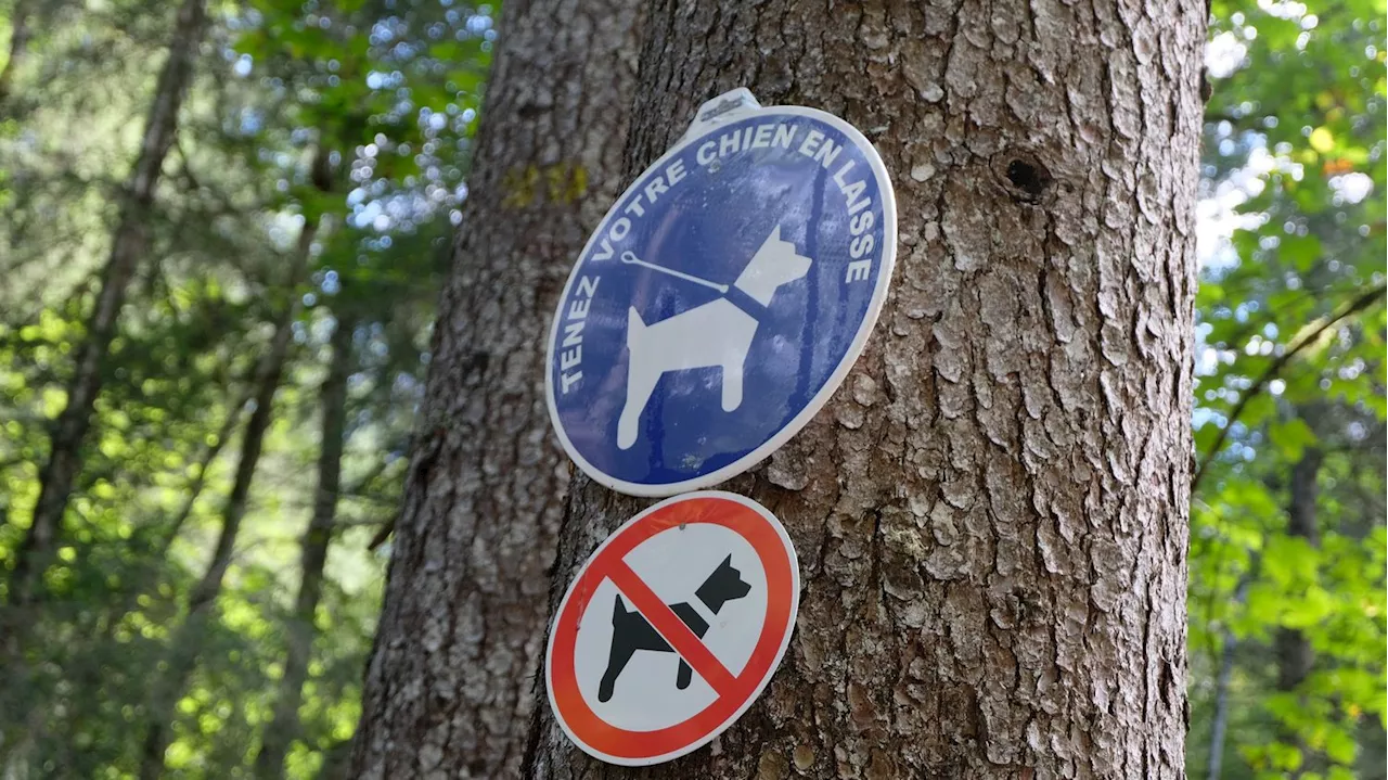 Promener son chien sans laisse en forêt est passible de 750 euros jusqu'au 30 juin