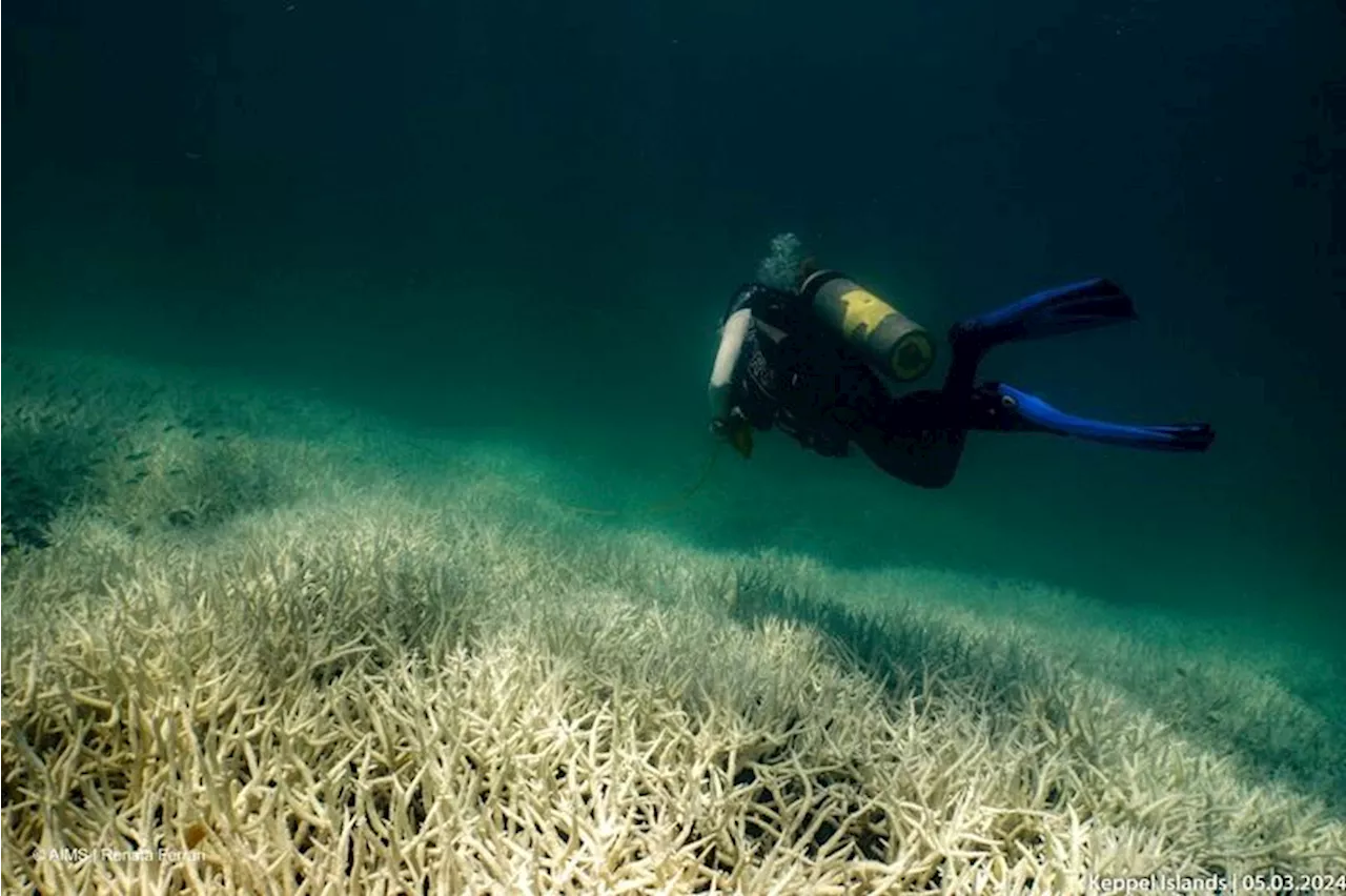 Coral reefs suffer fourth global bleaching event, NOAA says