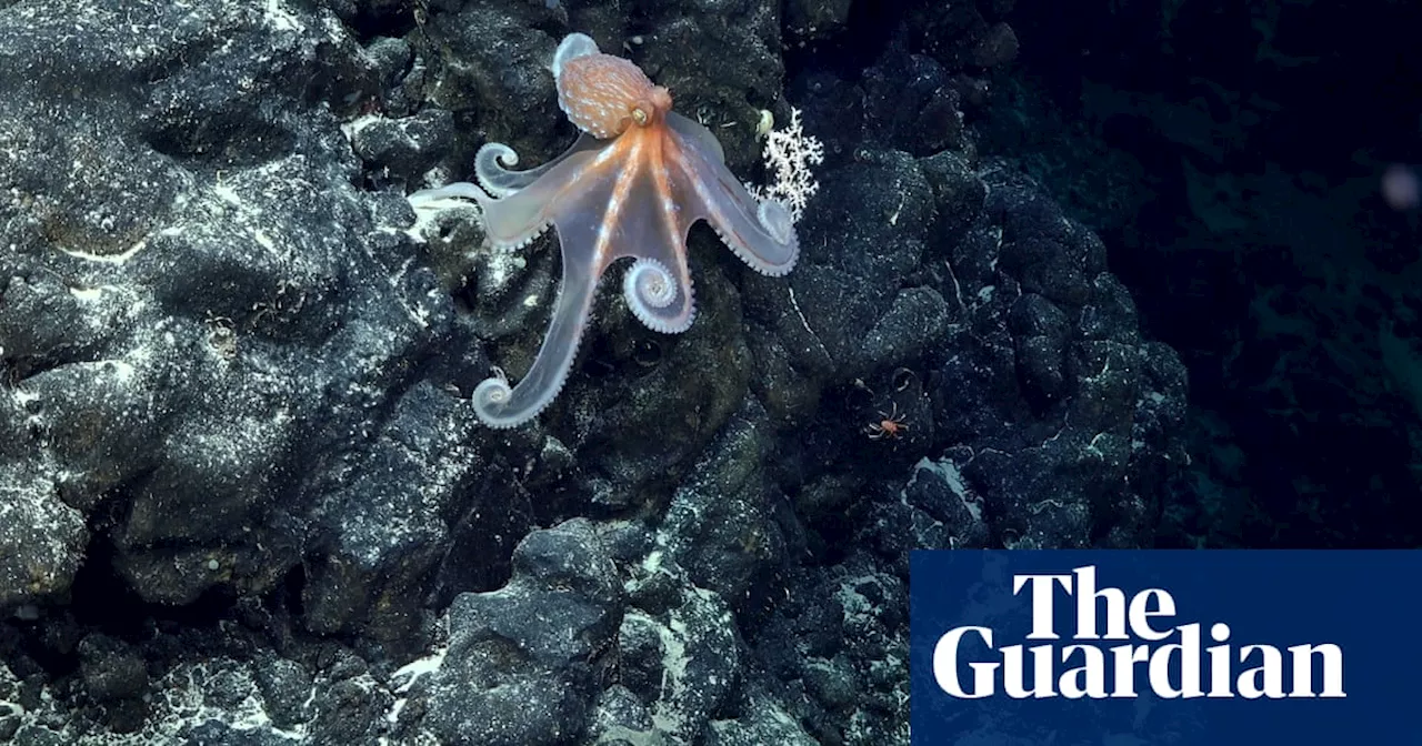 Dragons, sea toads and the longest creature ever seen found on undersea peaks off South America