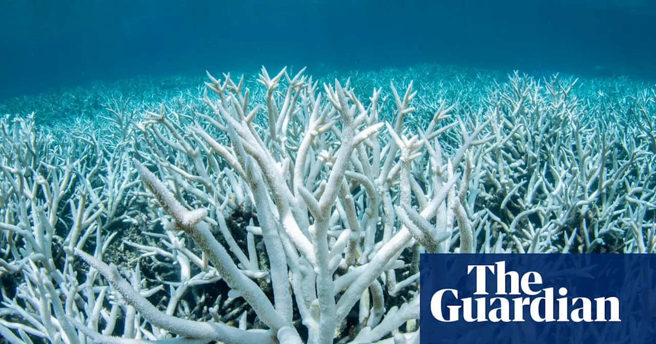 The Great Barrier Reef Suffers Severe Coral Bleaching in 2024