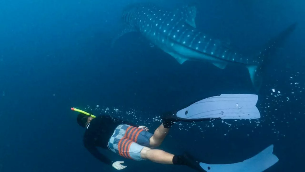 Wisatawan Berenang Bersama Hiu Paus di Teluk Saleh, Sumbawa