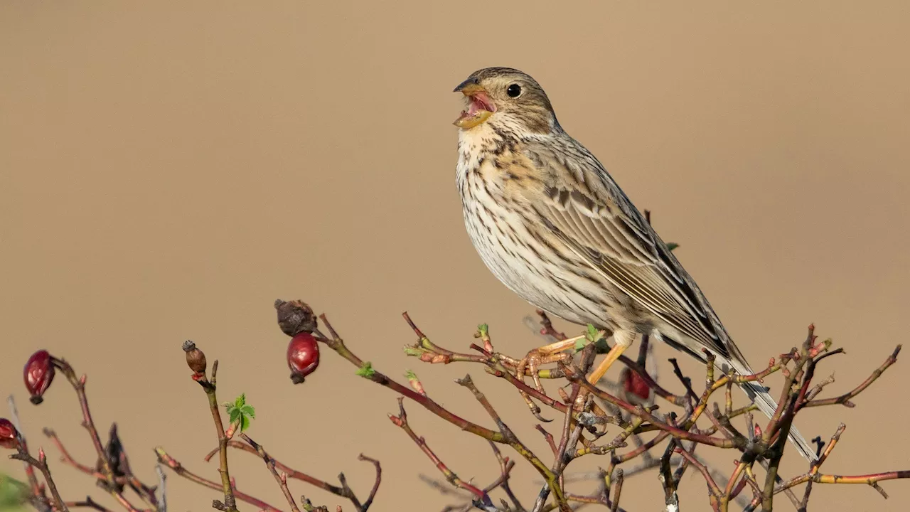 EU-Fail! Vogel des Jahres fast schon ausgerottet