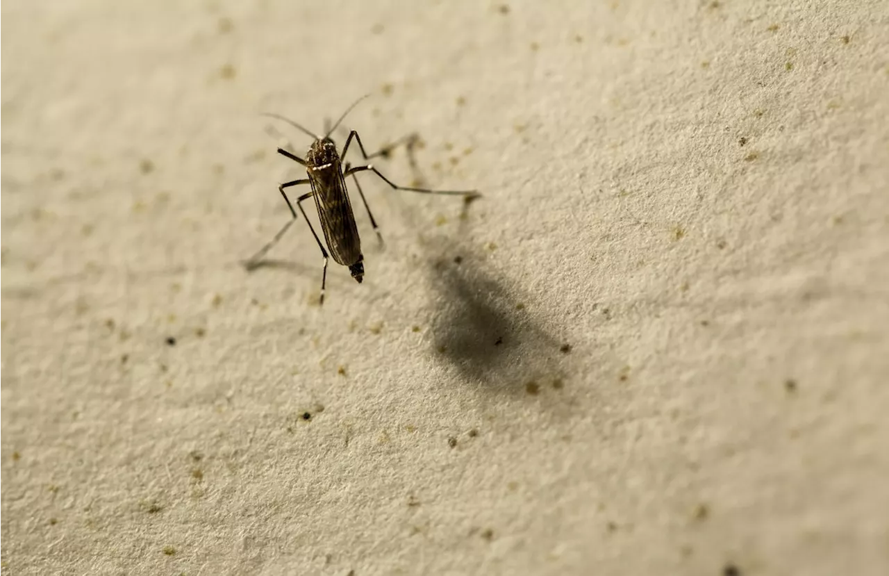 Estado do Rio mantém situação de epidemia de dengue; quatro regiões seguem em alerta