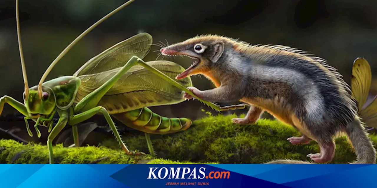 Temuan Fosil Zaman Jurassic Bantu Jelaskan Evolusi Telinga Manusia