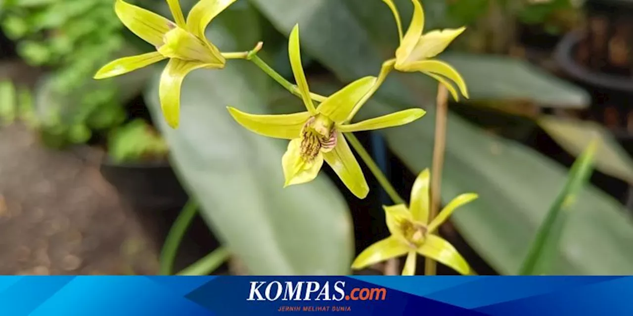 Upaya Konservasi Anggrek 'Dendrobium capra' Jawa Timur yang Terancam Punah