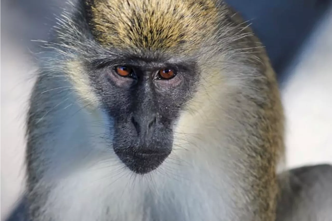 Monkey bites 11-year-old boy during family gathering over weekend, ACS says