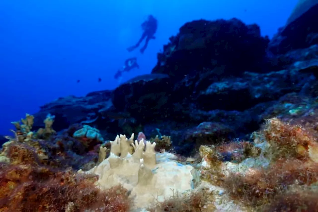 Scientists say coral reefs around the world are experiencing mass bleaching in warming oceans